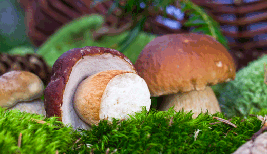 Pilzesammeln_thinkstock520x